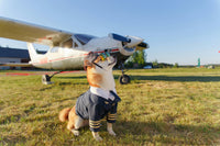 🐶✈️ Peut-on emporter son animal en cabine